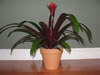 Bromeliad