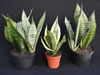 Interior plantscape �Sansevieria�