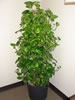 Pole Pothos