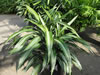 Warneckii Dracaena