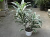 Dracaena 