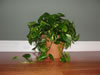 Golden Pothos