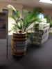 Palm rental for Captain Morgan - Boston