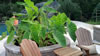 Raised bed with bananas and elephant ears