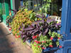 Window box planter Portsmouth, NH