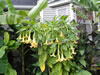 Brugmansia