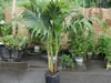 rental palm 5-6 feet