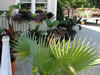 Outside palm and plant display at the Black water Grill in Salem, NH.