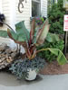 Rental plant �Red Abbyssinian Banana�