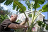 Prepping Ice Cream Banana for Winter - Photo by Allegra Boverman with the Lawrence Eagle Tribune