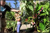 digging up elephant ears -P hoto by Allegra Boverman with the Lawrence Eagle Tribune